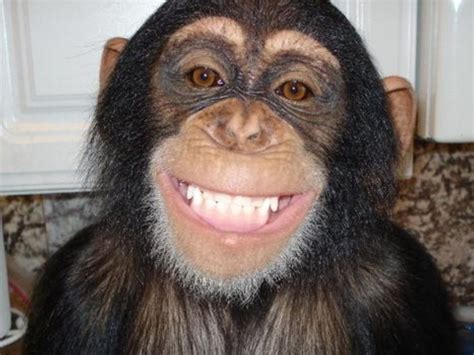 cute monkey smiling|funny ape pictures.